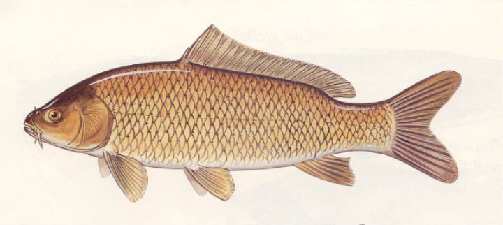 common carp engraving