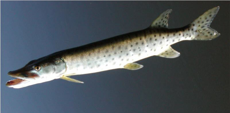 AC Model 550 Shiner 5 1/2" Wood Shallow Minnow in SUNFISH for BASS/PIKE/MUSKIE 