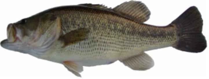 tips on largemouth bass in missouri fishing planet tips on largemouth bass in missouri fishing planet