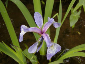 Blue Flag Iris